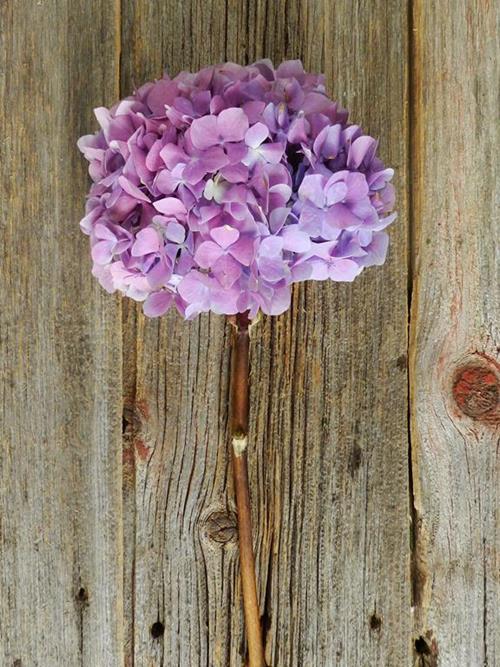 PURPLE HYDRANGEAS